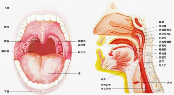 腺样体肥大手术价格