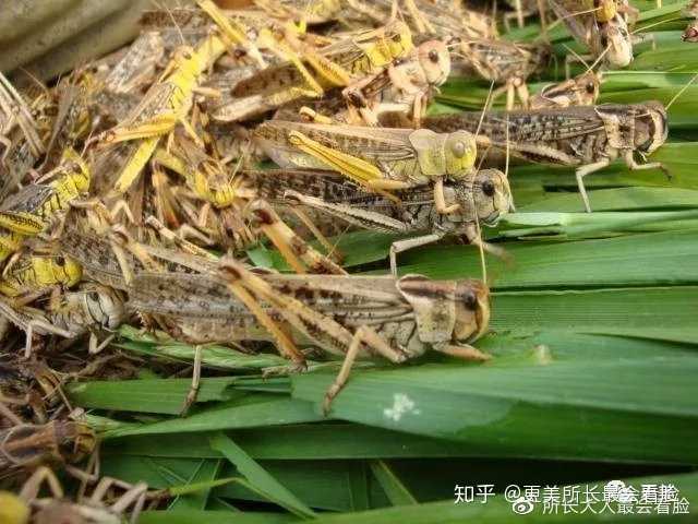 最新蝗虫疫情
